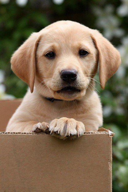 Labrador puppy