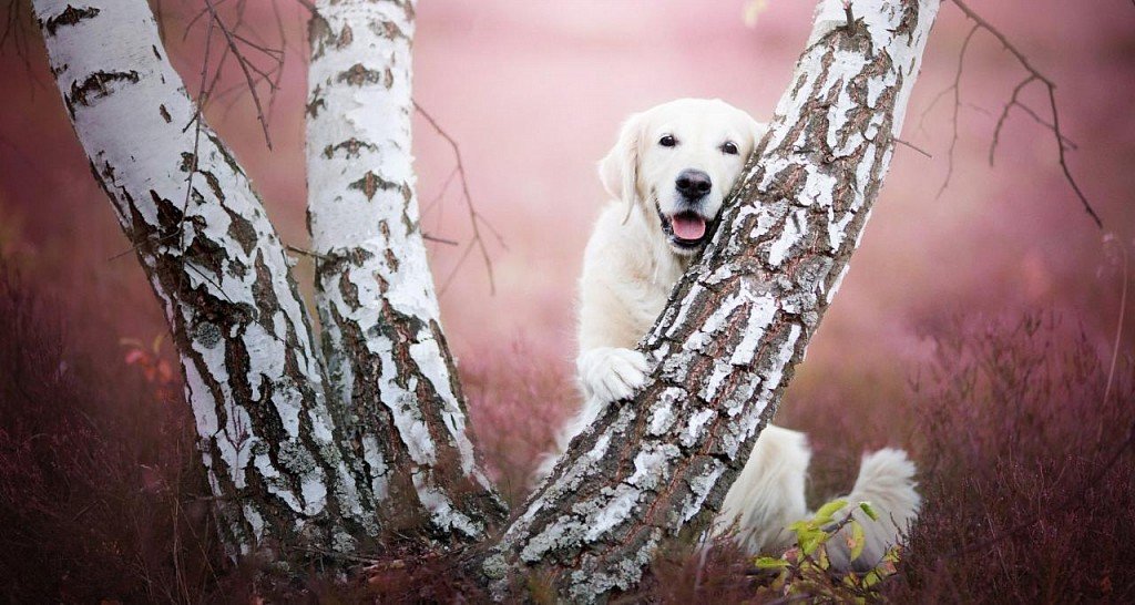 Labrador retriever