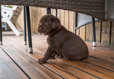 Labrador Retriever