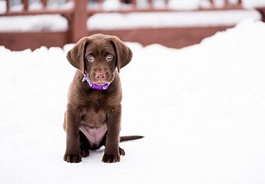 Labrador Retriever