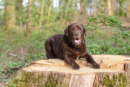 Chocolate Labrador