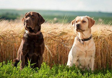 Labrador Retriever