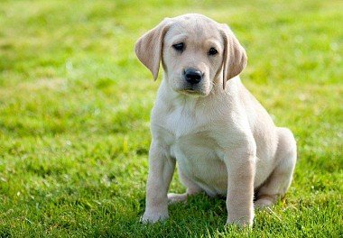 Labrador Retriever