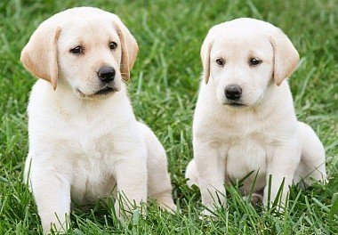 Labrador Retriever