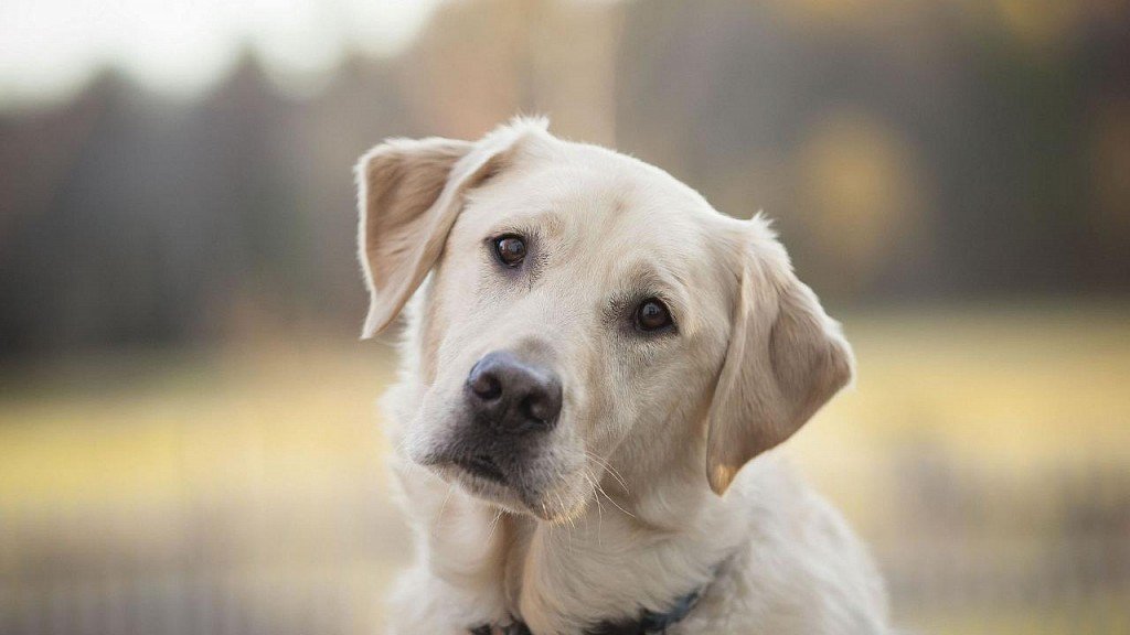 Labrador muzzle