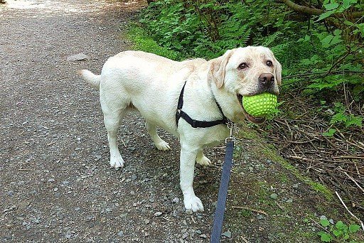 Pale Labrador