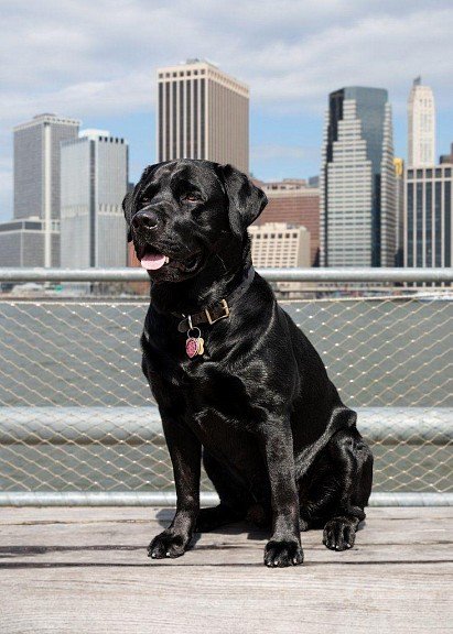 Labrador Retriever