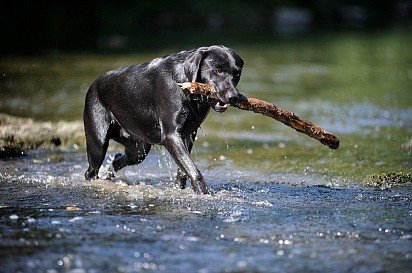 Black Labrador