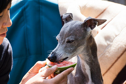 A leveret tastes a watermelon (judging by the face the watermelon is so-so)