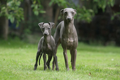 Mom with puppy