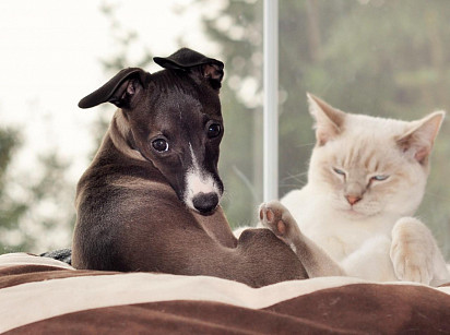 A levrette puppy with a cat