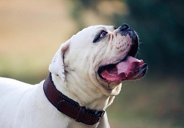 American Bulldog