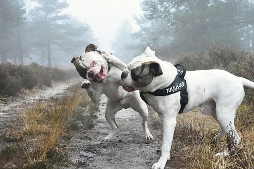 American Bulldog