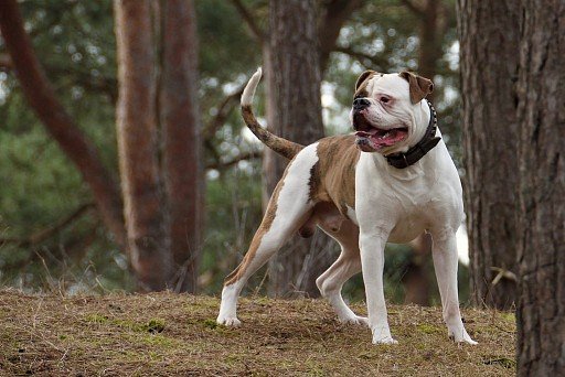 Classic type of American Bulldog (Johnson line)