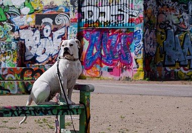 American Bulldog