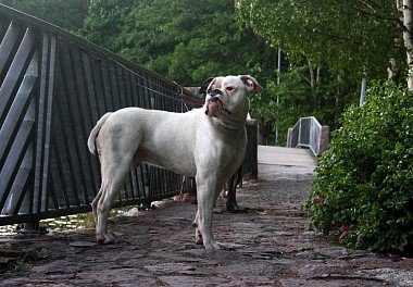 American Bulldog