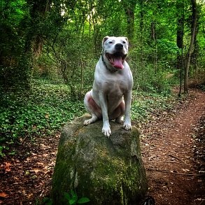 American Bulldog