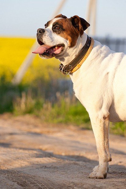 American Bulldog