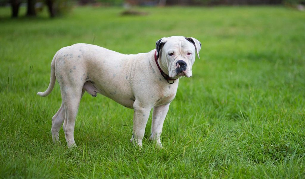 American Bulldog