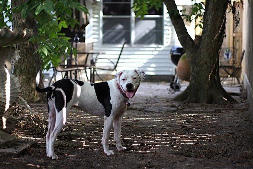 American Bulldog