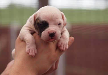 American Bulldog