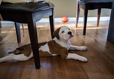 American Bulldog