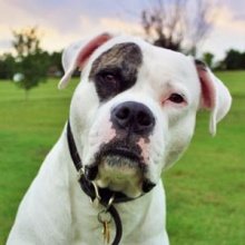 American Bulldog