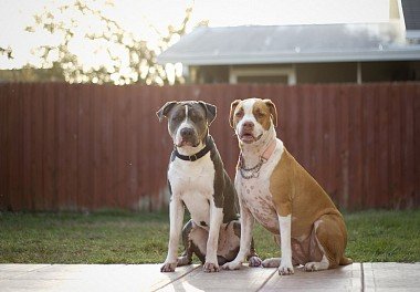 American Bulldog