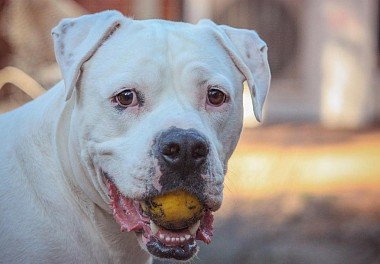 American Bulldog