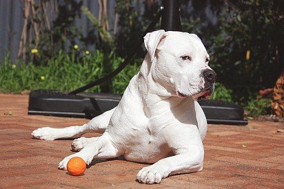 White American Bulldog