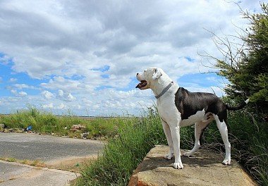 American Bulldog