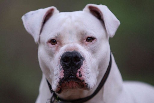 Scott Line American Bulldog Muzzle