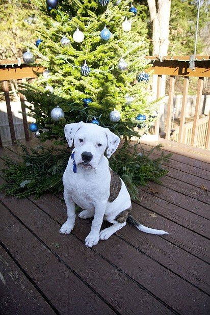 American Bulldog puppy