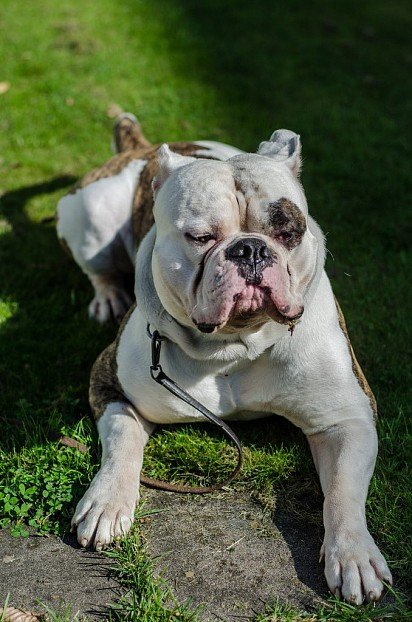 Johnson's Line American Bulldog