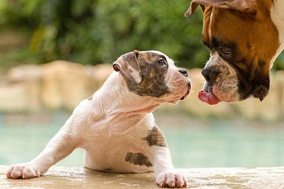 Ambulus puppy with mom