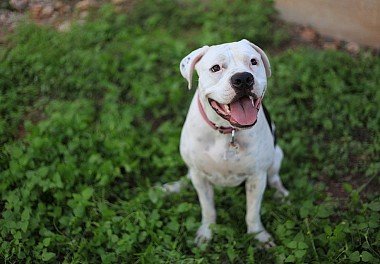 American Bulldog