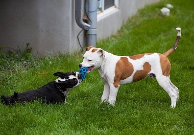 American Bulldog