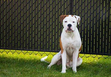 American Bulldog