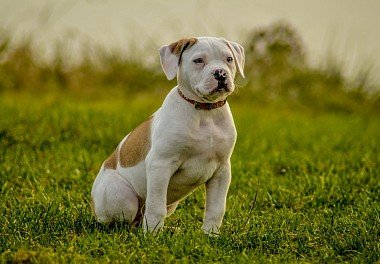 American Bulldog