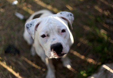 American Bulldog