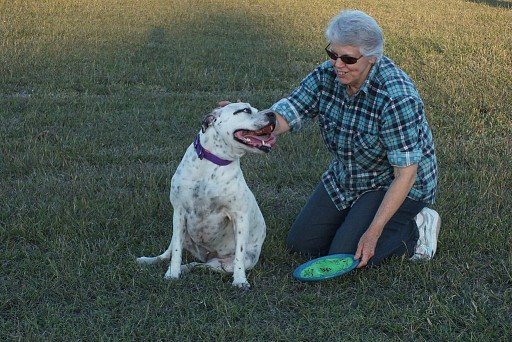 American Bulldog