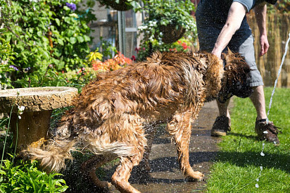 Leonberger after an invigorating shower