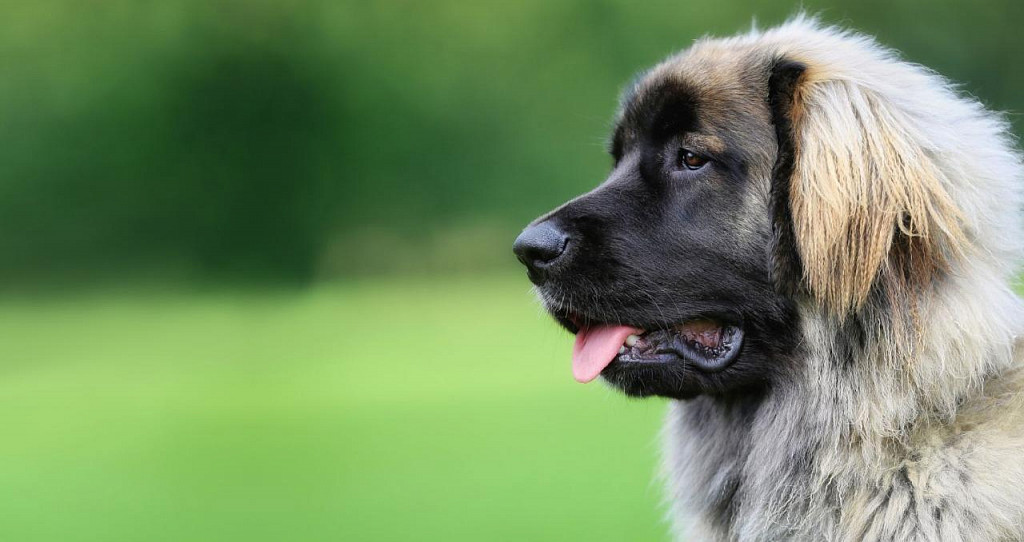 Leonberger muzzle