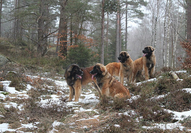 Leonberger