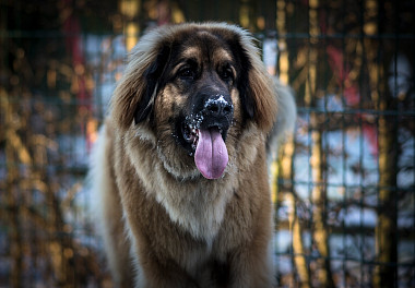 Leonberger