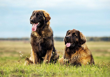 Leonberger