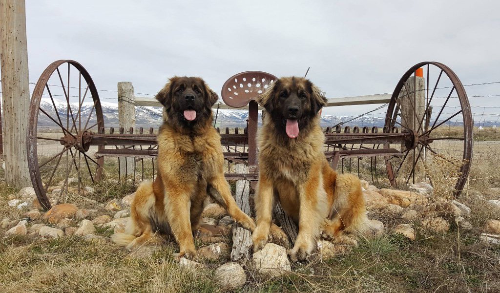 Leonberger