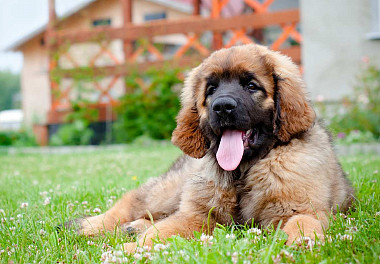 Leonberger