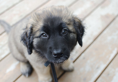 Leonberger