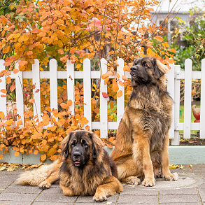 Leonberger